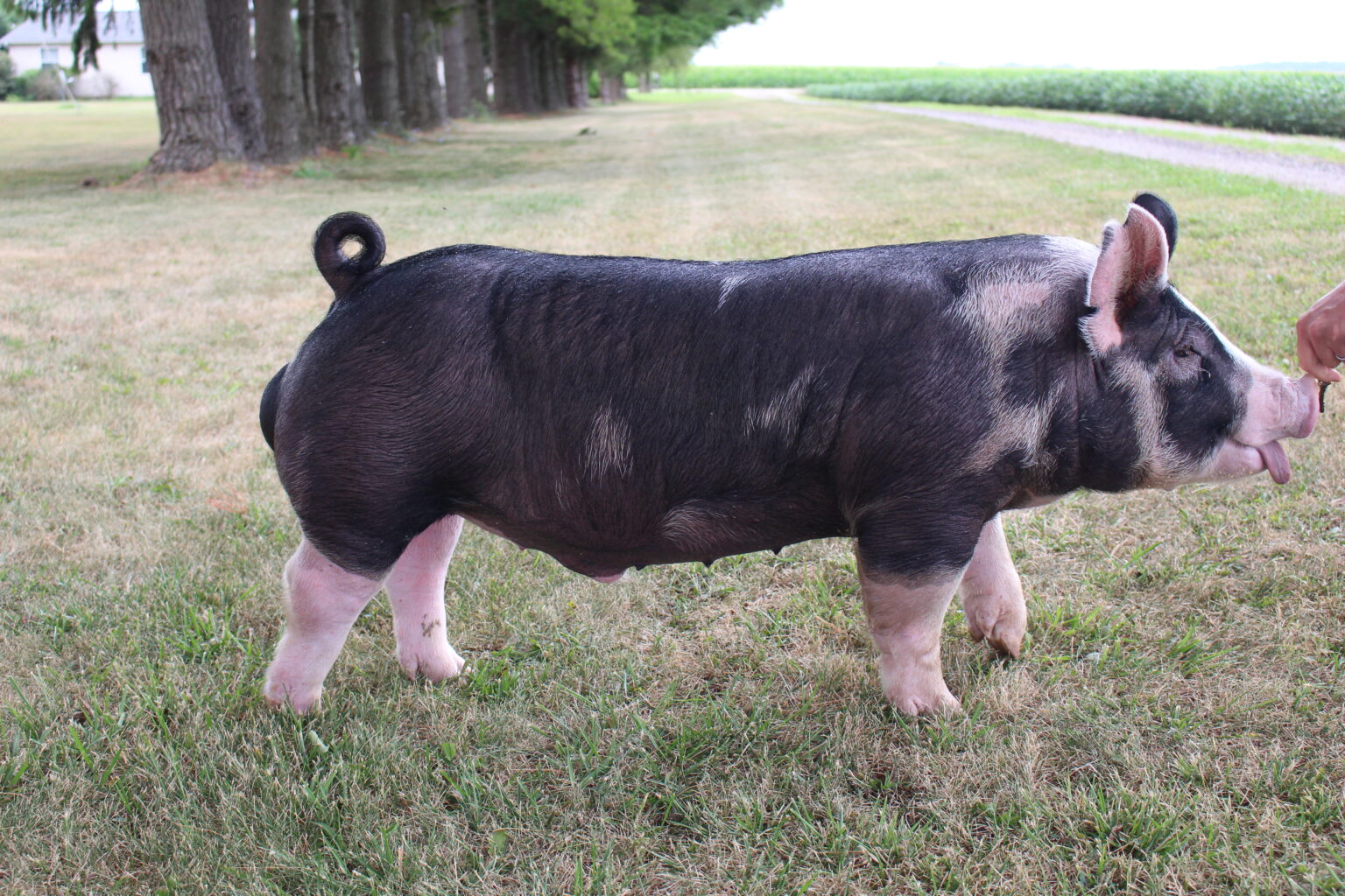 The 2020 Berkshire Boar Graduate American Berkshire Association