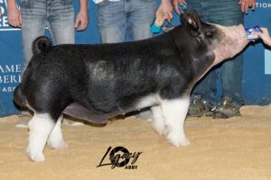 Expo 2024- $60,000~ Berkshire Boar- Special Effect x PUA (Straight Up Gangster x All In)