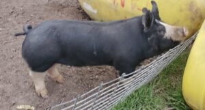 20200415_194208_2-scaled