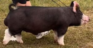 2024 Berk Boar Big Top Duncan Higbie Edited (1)