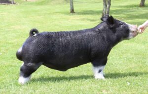 7414948b19cb21525a3f1b4cf538437d (1)