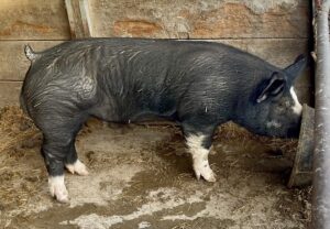 Kuro Black DIamond III (2) (1)