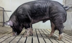 PA3OutForJustice6-6 (1)