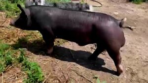 VideoCapture_20230725-204218