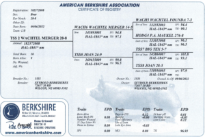 Wachtel Merger
